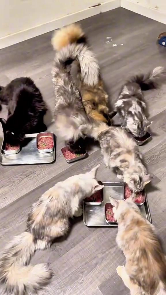 Raw food kucing: kenapa daging mentah saja tak cukup, aturan 70/30, dan kiraan RM saya untuk dua majikan