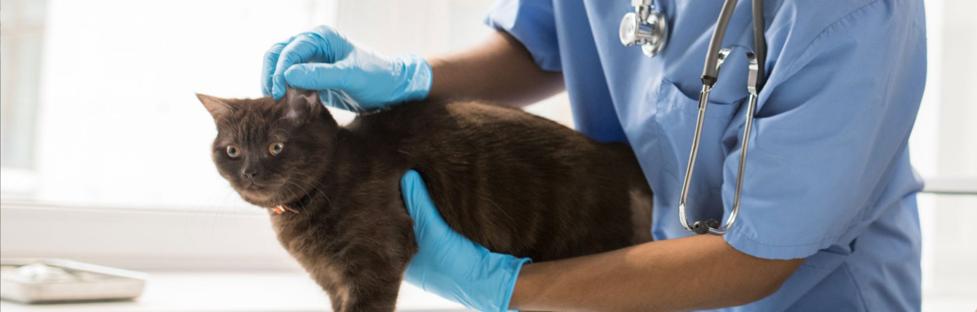 Doktor haiwan bersarung tangan biru memegang kucing coklat di atas meja klinik