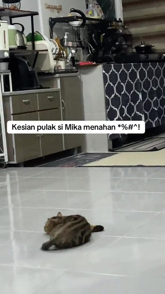 Kucing belang bergolek seorang diri di lantai berjubin dapur