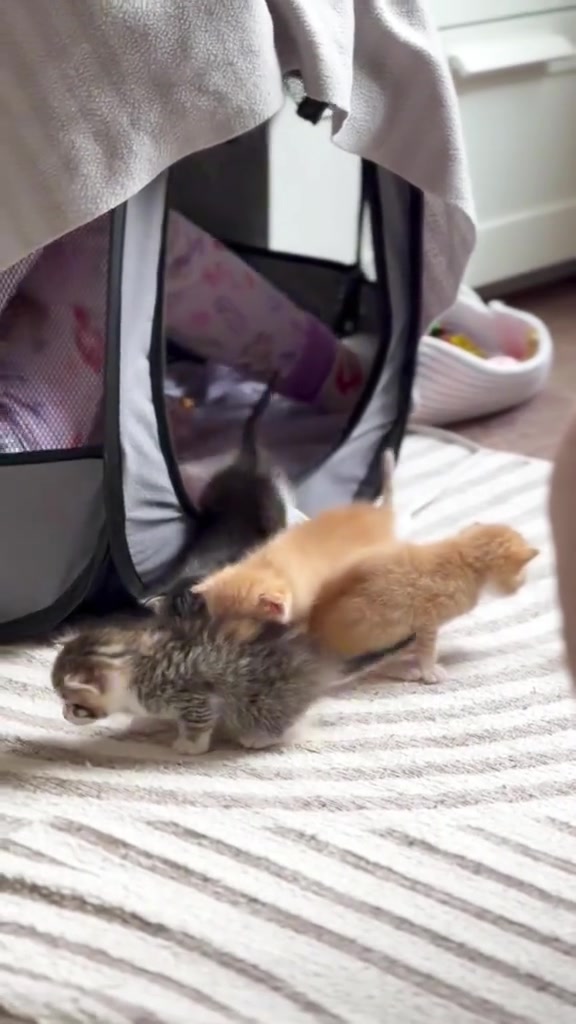 Dua anak kucing kecil mula menjelajah lantai di luar tempat tidurnya
