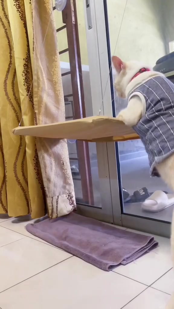 Seekor kucing putih duduk santai di atas buaian kain yang dipasang di hadapan tingkap.