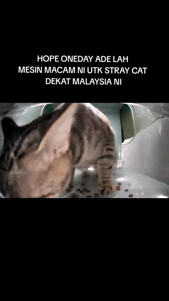 Kucing belang makan kibble di dalam feeder dengan teks harapan supaya mesin memberi makan macam ni ada untuk kucing jalanan di Malaysia