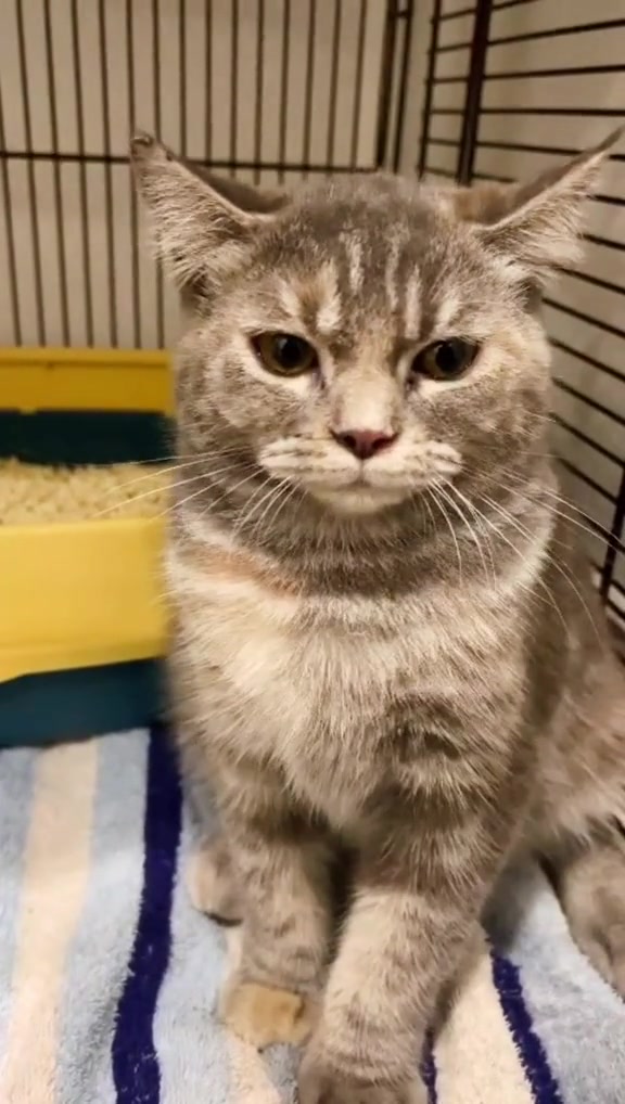 Program Kembiri Oktober Petsforme: 7 Soalan Sebelum Tempah