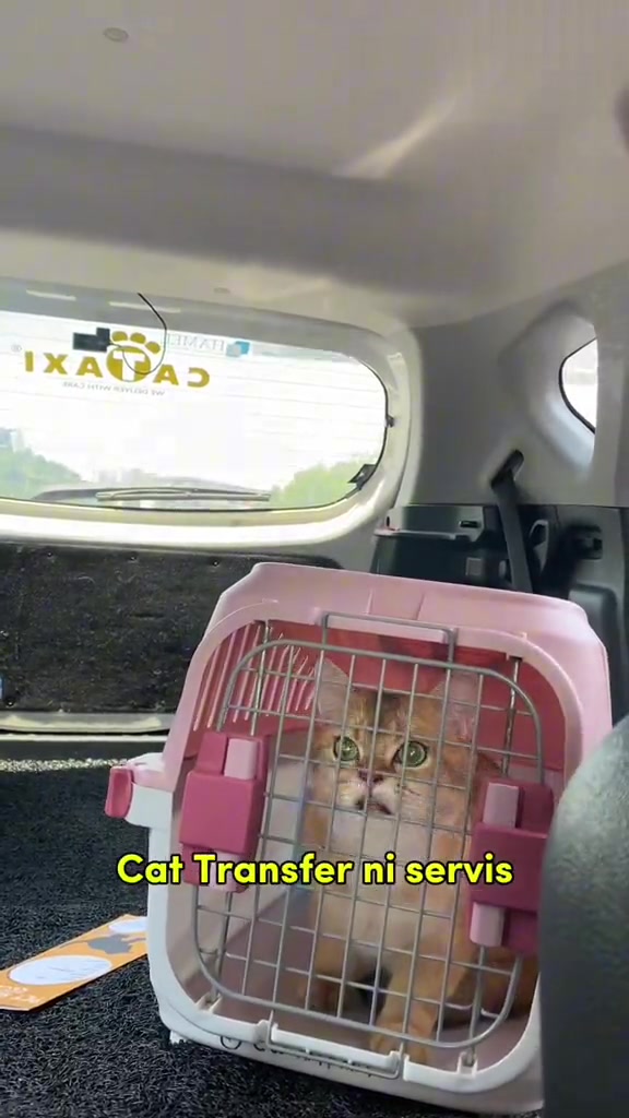 Seekor kucing duduk dalam carrier merah jambu di ruang belakang kereta servis Cataxi