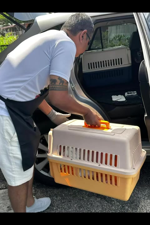 Seorang pengendali bersarung tangan mengangkat carrier kucing ke dalam kereta yang sudah ada carrier kedua di tempat duduk belakang