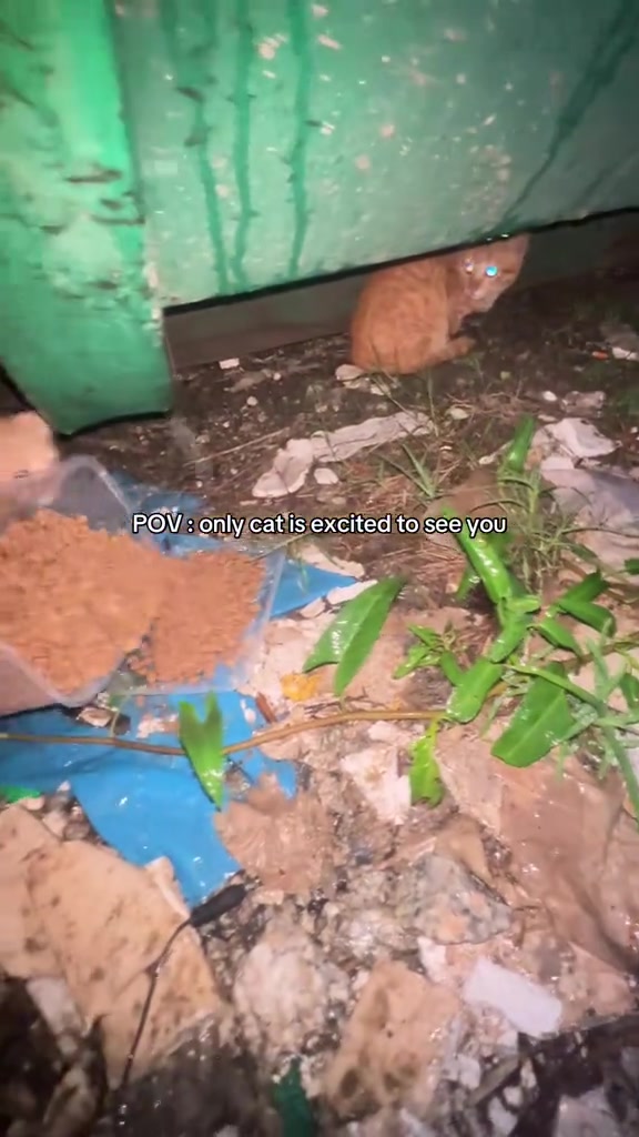 Bagi makan kucing jalanan waktu hujan: cara elak makanan basah, sampah bersepah dan jiran mengadu