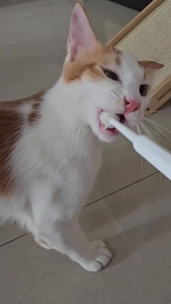 Cara Gosok Gigi Kucing di Rumah: Latih Perlahan, Jangan Paksa