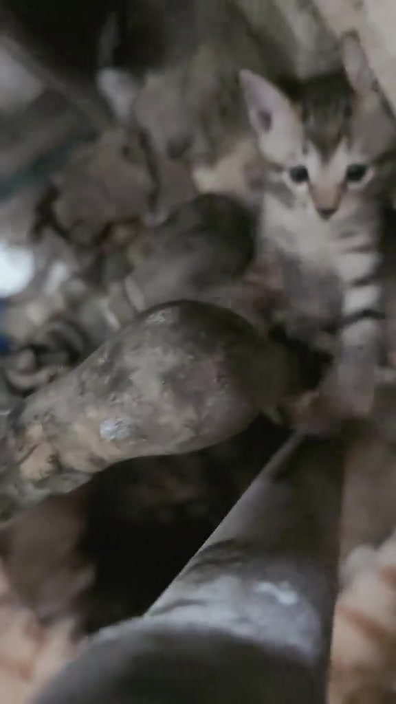 Anak kucing kecil berada dekat dengan ibu dan adik-beradiknya