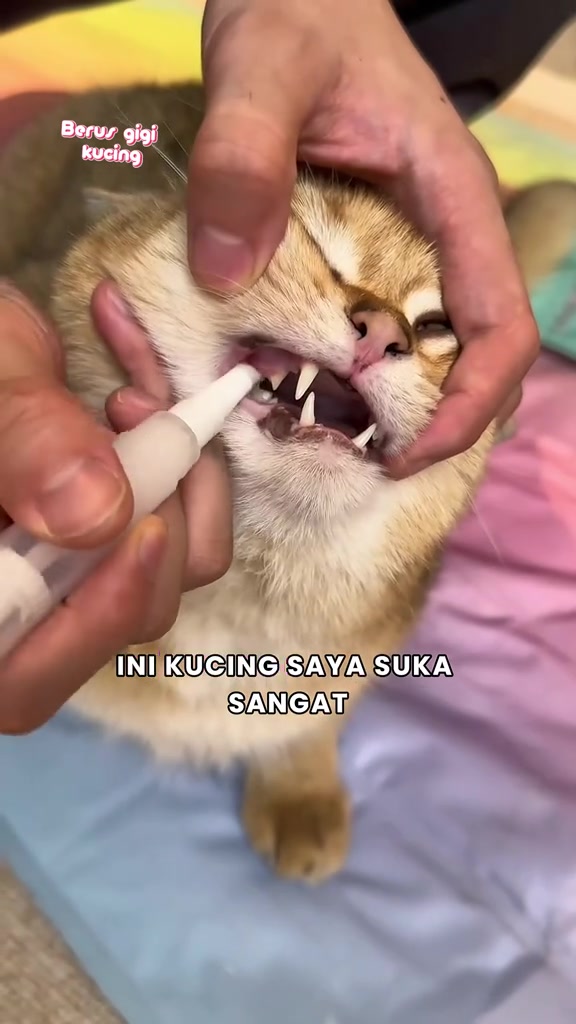 Kucing jingga putih dengan mulut terbuka ketika berus kecil didekatkan pada giginya