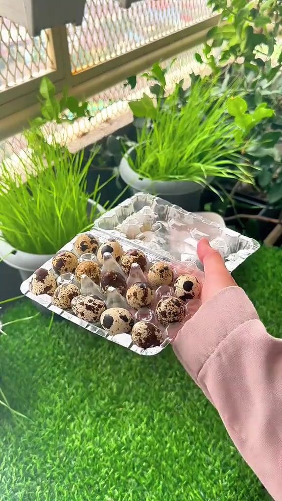 Tangan memegang tray telur puyuh di balkoni dengan pasu rumput kucing di latar belakang