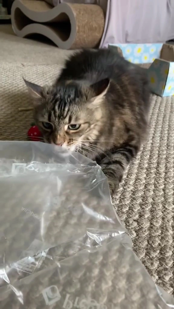Kucing makan plastik: kenapa dua majikan saya buat, bahaya sebenar, dan susun atur apartment KL saya