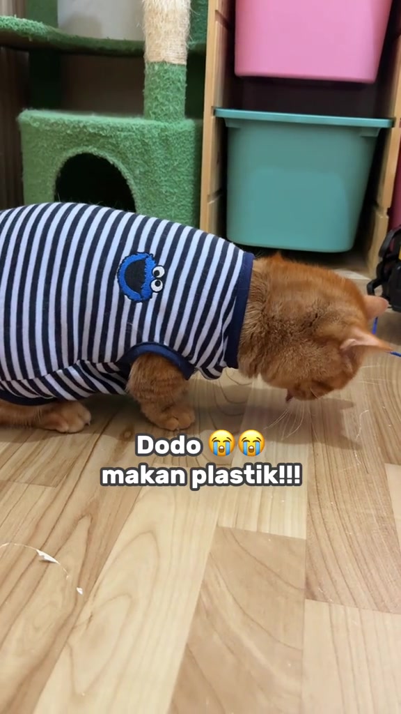 Kucing oren berbaju belang menunduk menjilat lantai kayu selepas mengunyah plastik