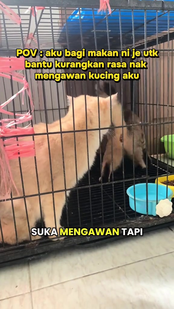 Seekor kucing krim di dalam sangkar wayar dengan mangkuk makanan dan air di lantai sangkar
