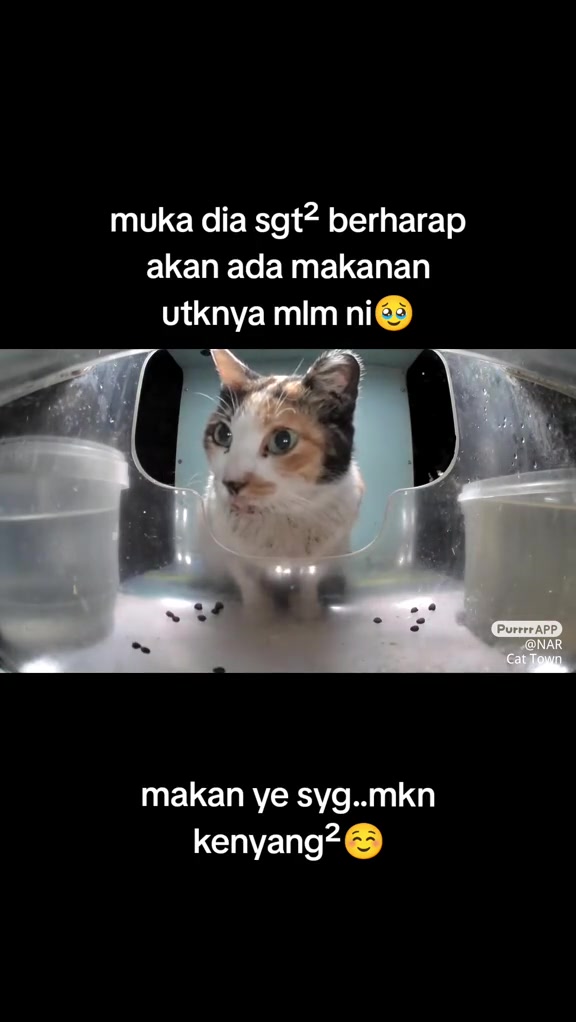 Purrrr: aplikasi bagi makan kucing jalanan dari telefon — cara guna, kos coin, dan sama ada kibble betul jatuh