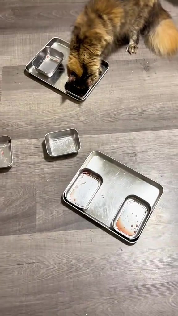 Kucing bulu panjang menjilat bekas steel di lantai sampai licin selepas makan