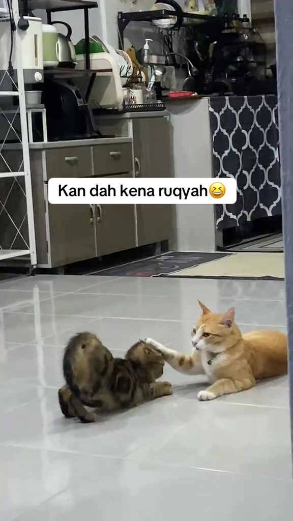 Dua kucing di lantai dapur, seekor kucing oren menghulurkan kaki ke arah kucing belang yang bergolek
