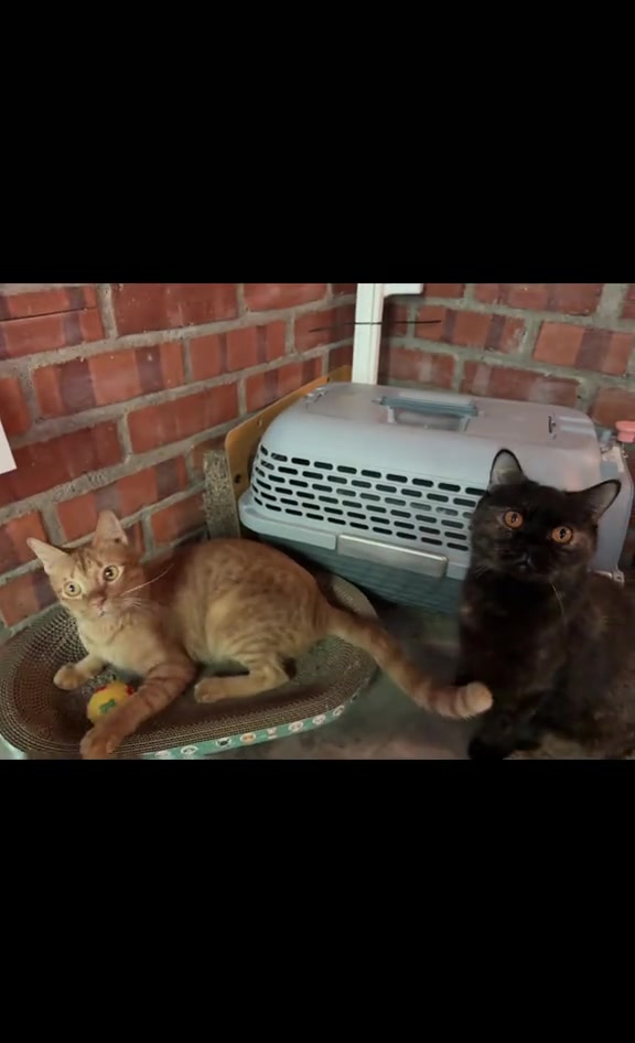 Kucing Pemalu Tak Layan Main? Saya Belajar Beri Pilihan, Bukan Paksa