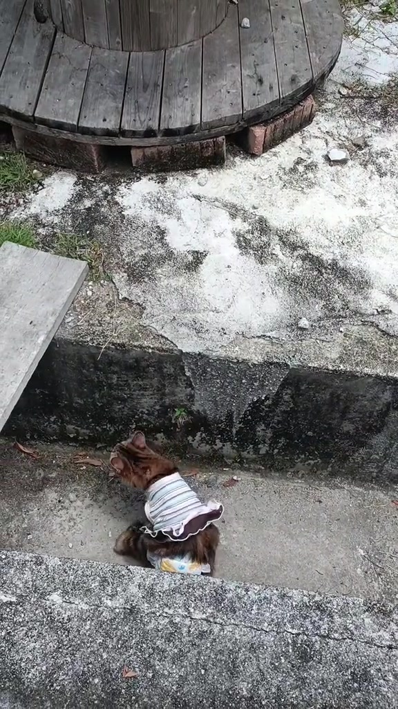 Seekor kucing berada di bawah tepi pelantar, dengan papan rata di sebelahnya