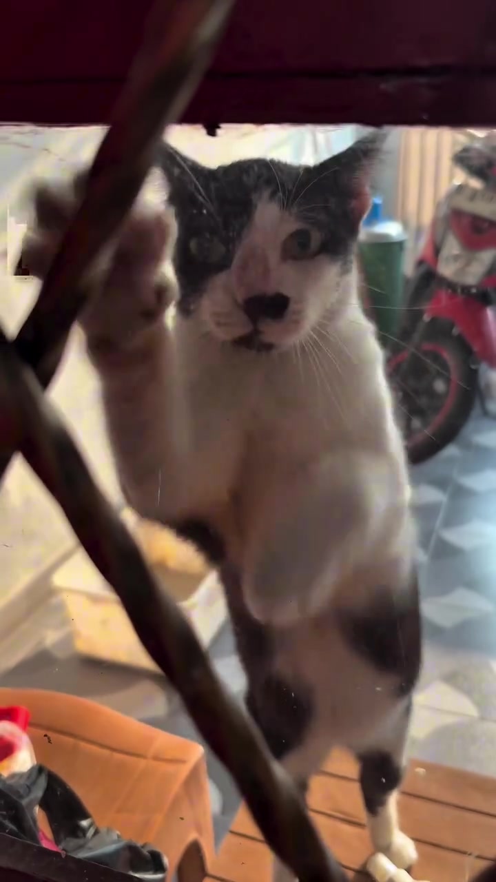 Kucing hitam putih duduk di sebalik palang hitam sambil memandang ke luar