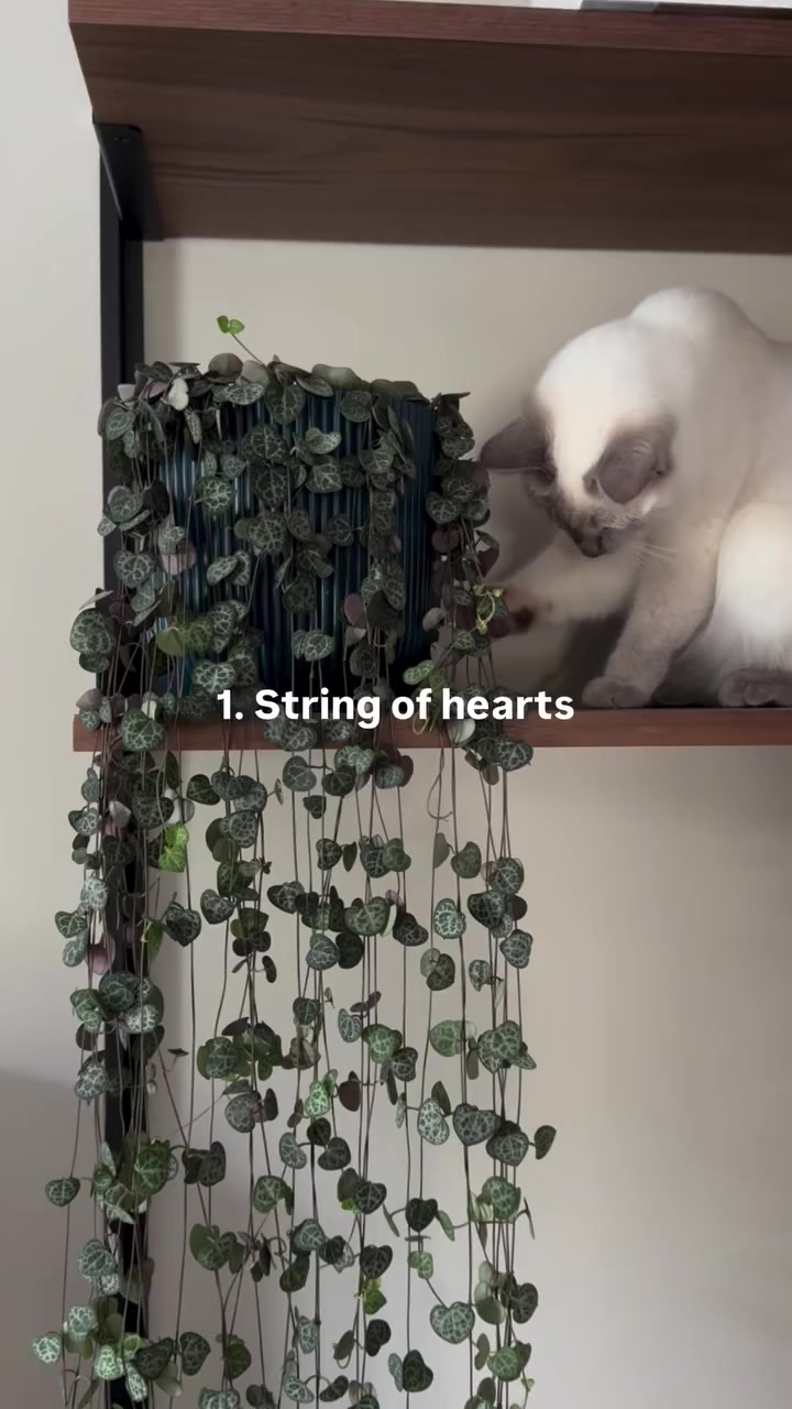 Kucing putih duduk berhampiran tumbuhan menjuntai dari rak