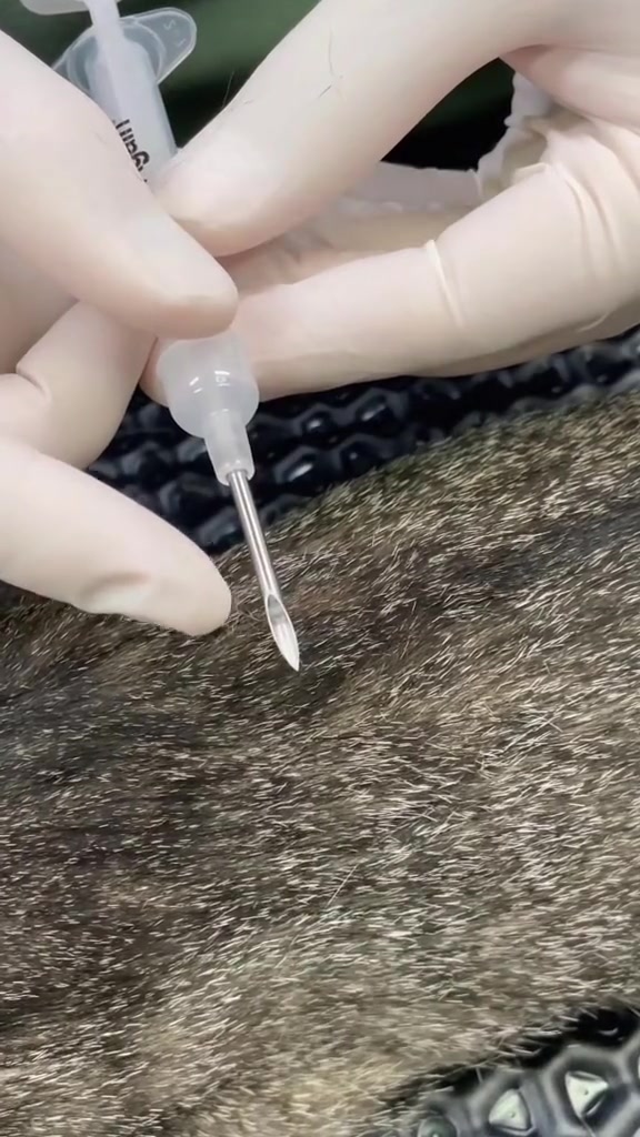 Microchip Kucing Malaysia: Harga Implan, Kad DVS dan Data Pemilik