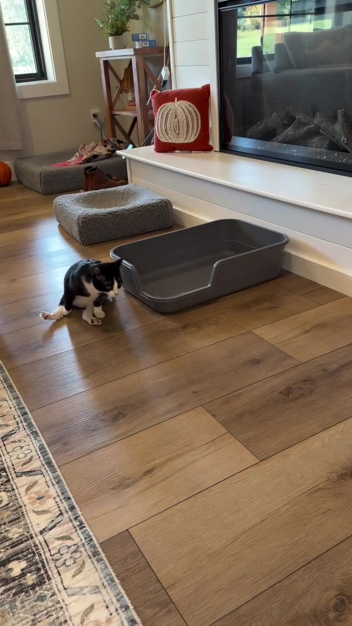 Kucing hitam putih berdiri di sisi dulang pasir terbuka di ruang rumah