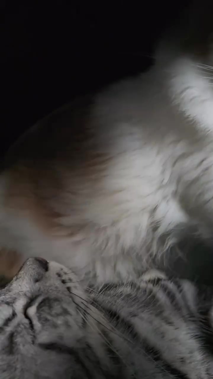 Wajah seekor kucing kelabu-putih dilihat dari dekat