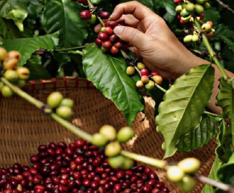Robusta Việt cần thoát lệ thuộc sản lượng bằng chất lượng và thương hiệu