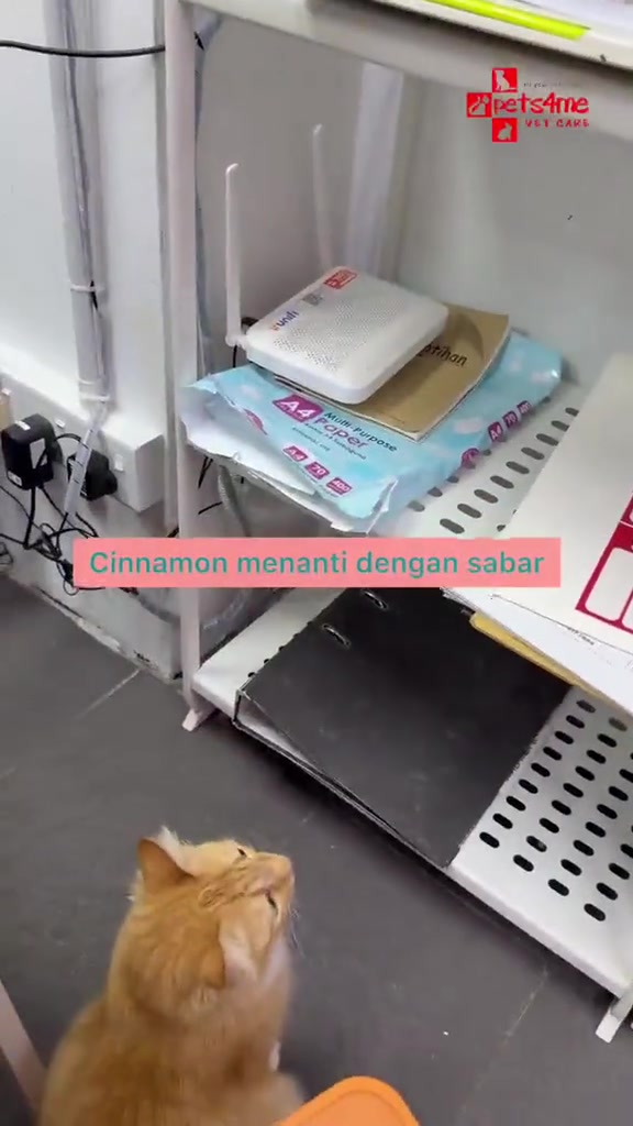 Kucing jingga menunggu di klinik veterinar berhampiran alat pemeriksaan.
