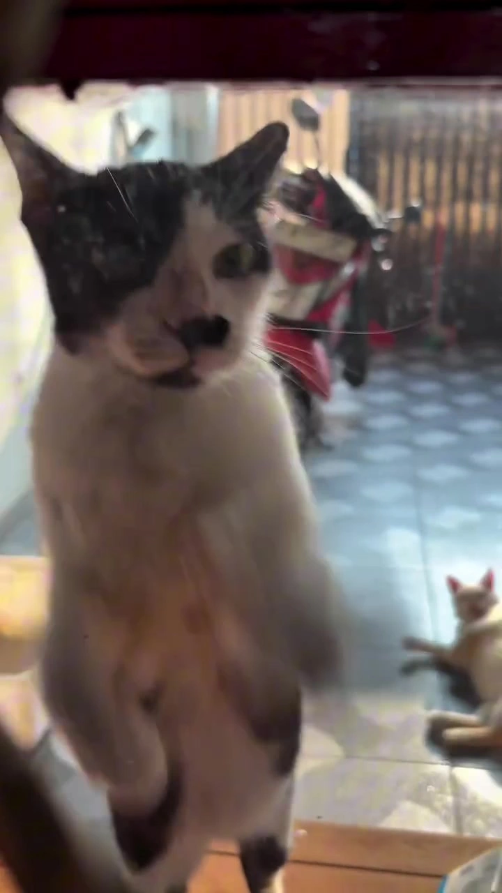 Kucing Ketuk Pintu Subuh? Cara Saya Ubah Rutin Hujung Minggu di Apartment KL