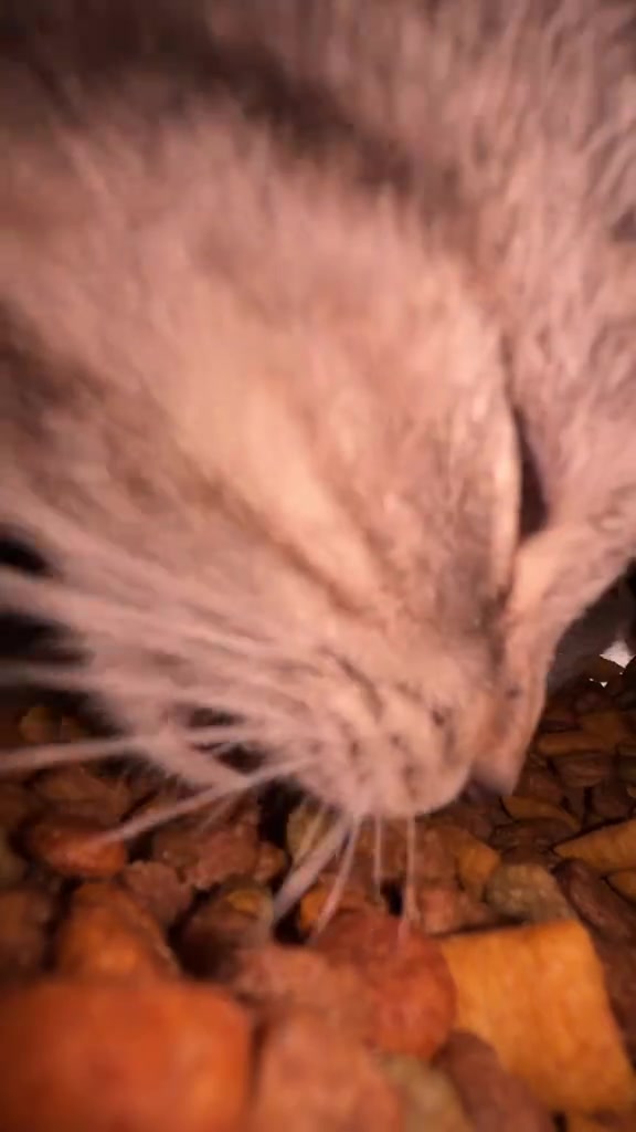 Kucing berbulu panjang menghampiri kibbles kering yang bertaburan.