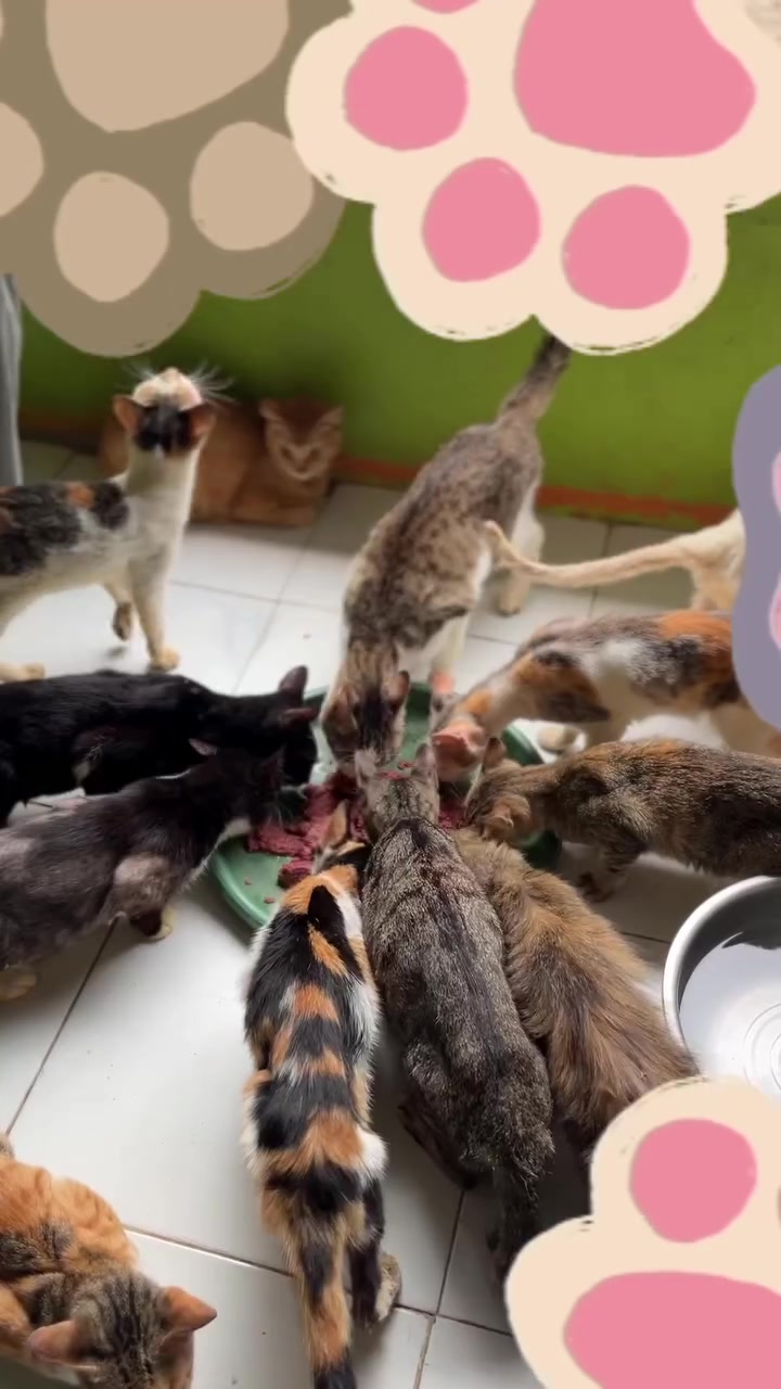 Wet Food Kucing Dah Dibuka: Cara Simpan Baki dan Berapa Lama Selamat di Apartment KL