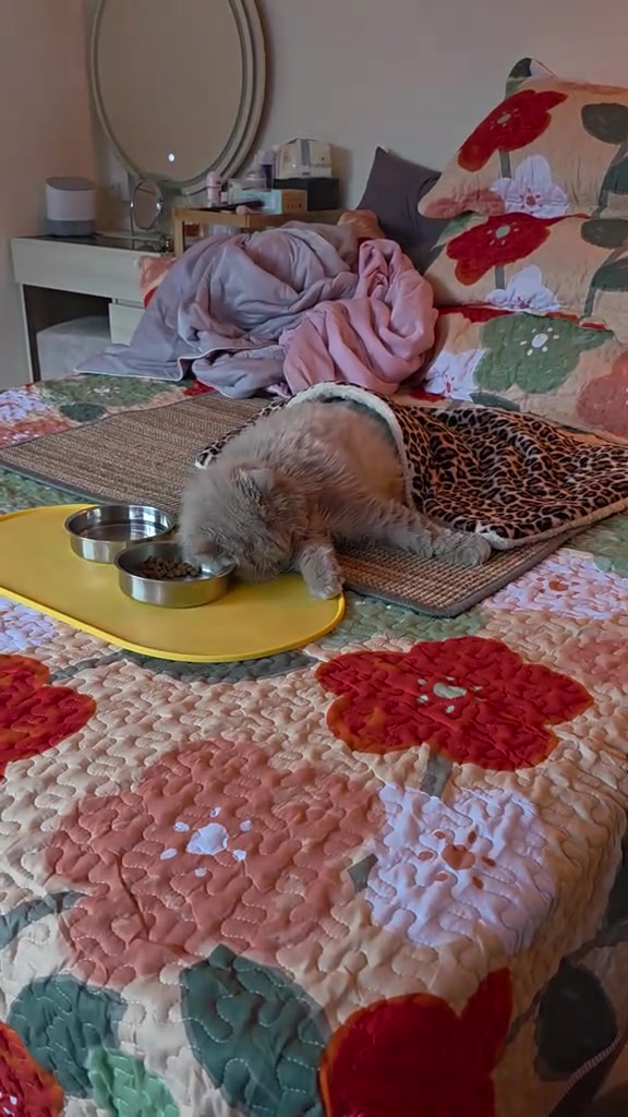 Kucing makan daripada mangkuk logam di atas alas kuning, dengan mangkuk air di sebelahnya