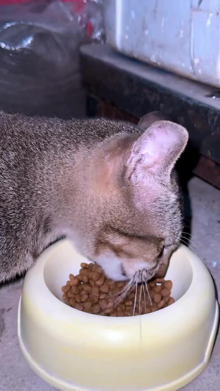 Kucing kelabu sedang makan kibbles dari mangkuk putih.