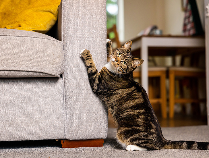 Kucing belang meregang sambil mencakar sisi sofa kain