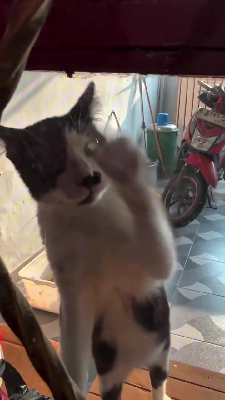 Kucing hitam putih mengangkat sebelah kaki di sebalik palang hitam