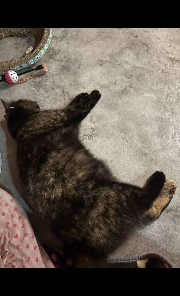 Seekor kucing hitam baring mengiring di lantai ruang rumah.