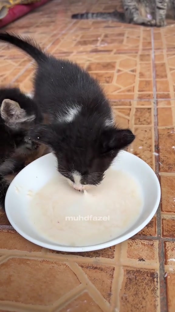 Anak kucing hitam putih sedang menjilat makanan daripada mangkuk putih