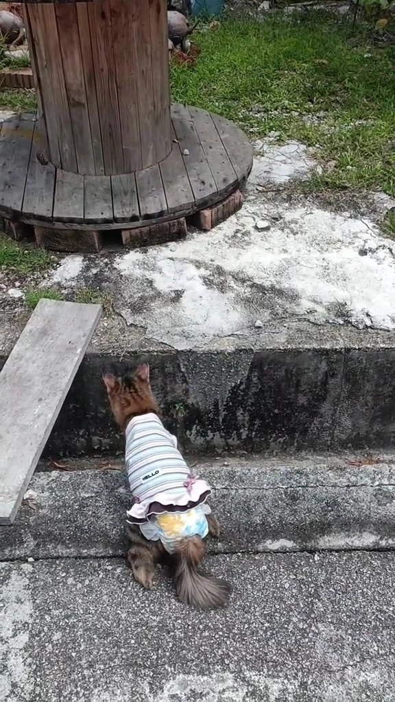 Kucing Sukar Bergerak di Apartmen: 5 Pelarasan Rumah yang Saya Akan Buat