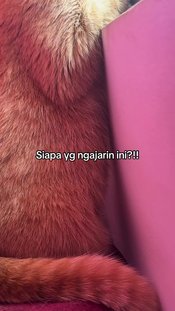 Bulu dan ekor lebat seekor kucing oren dilihat dari dekat