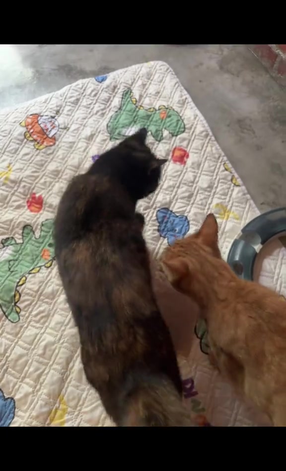 Kucing hitam dan kucing jingga berehat berdekatan di atas alas bercorak di dalam rumah.