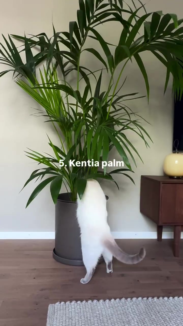 Seekor kucing putih menghulurkan diri ke arah pokok palma dalam pasu