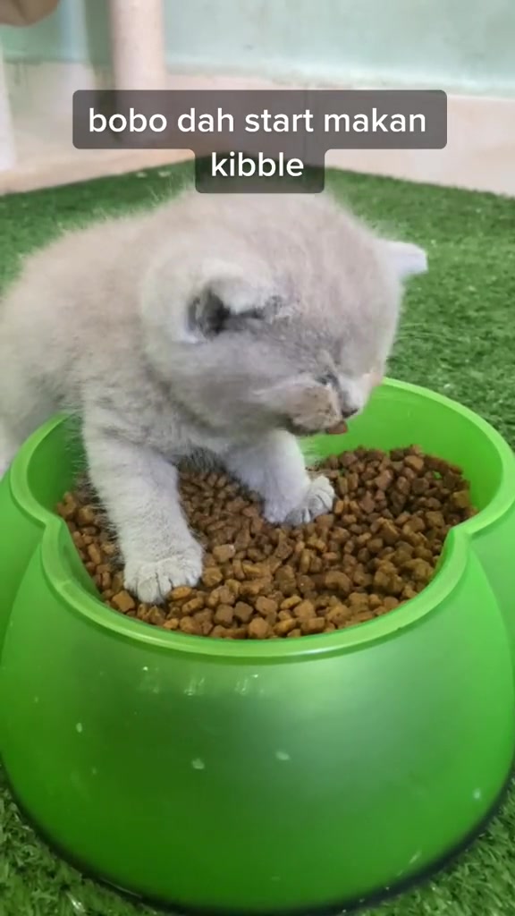 Anak kucing putih makan kibbles daripada mangkuk hijau