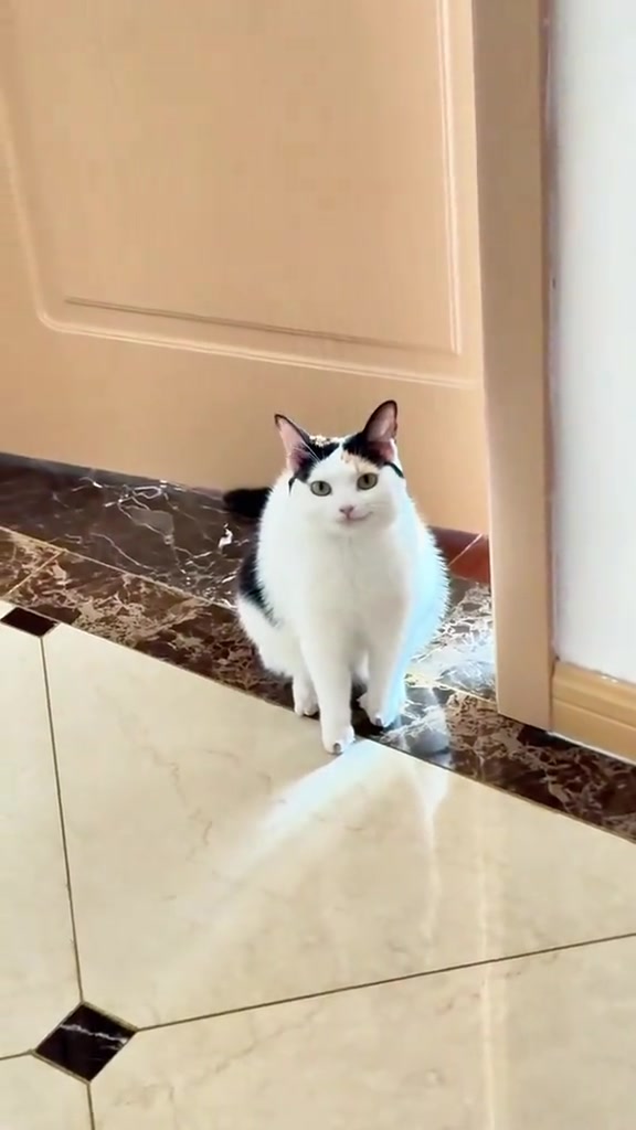 Kucing duduk rapat di tepi pintu masuk sambil memandang ke dalam rumah