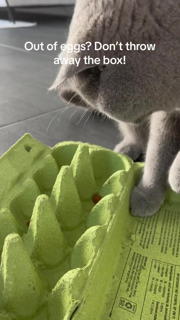 Kucing kelabu menghidu bekas telur kadbod hijau di atas lantai.