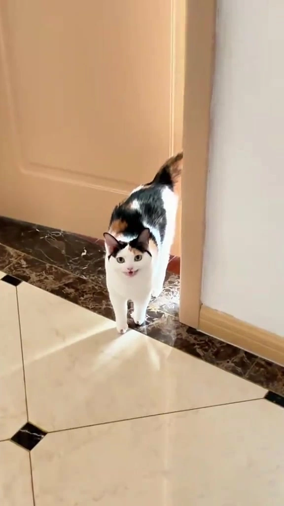 Kucing Menunggu Depan Pintu Apartment: Rutin Saya Keluar Kerja Tanpa Cemas