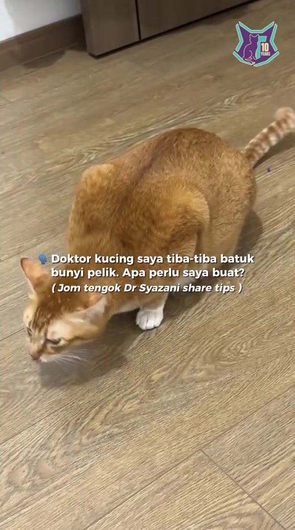 Seekor kucing oren-putih menunduk di lantai dalam video berkaitan batuk kucing