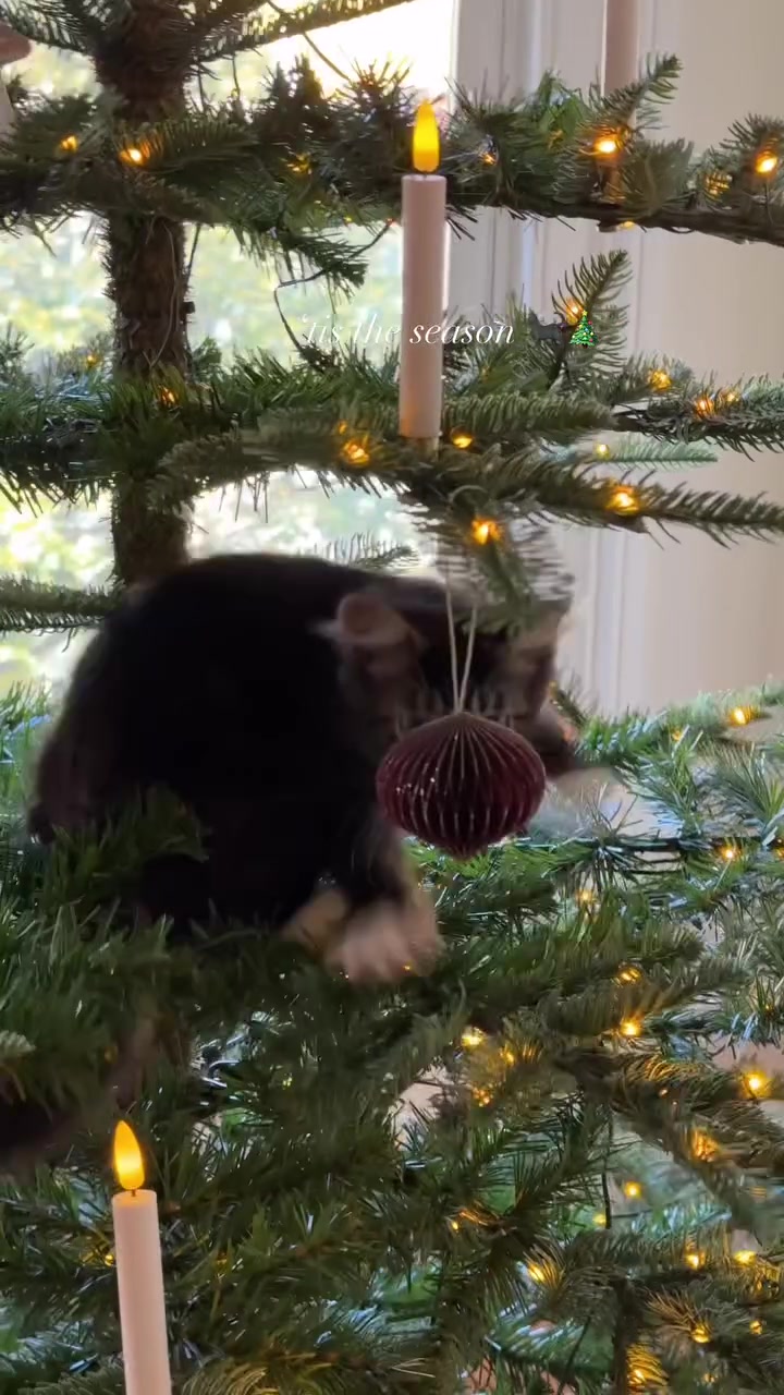 Seekor kucing hitam menyelit di celah dahan pokok Krismas berlampu dan berhias.