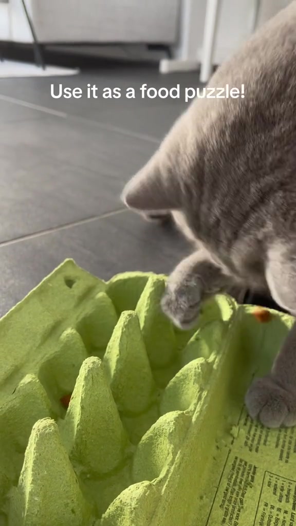 Kucing kelabu menyeluk bekas telur hijau dengan satu kaki hadapan.