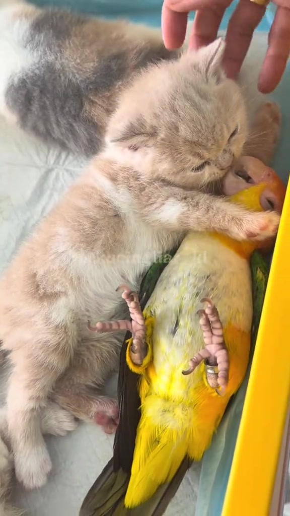 Kucing dan Burung Serumah: Comel Berkawan, Tapi Jangan Tinggal Tanpa Pengawasan